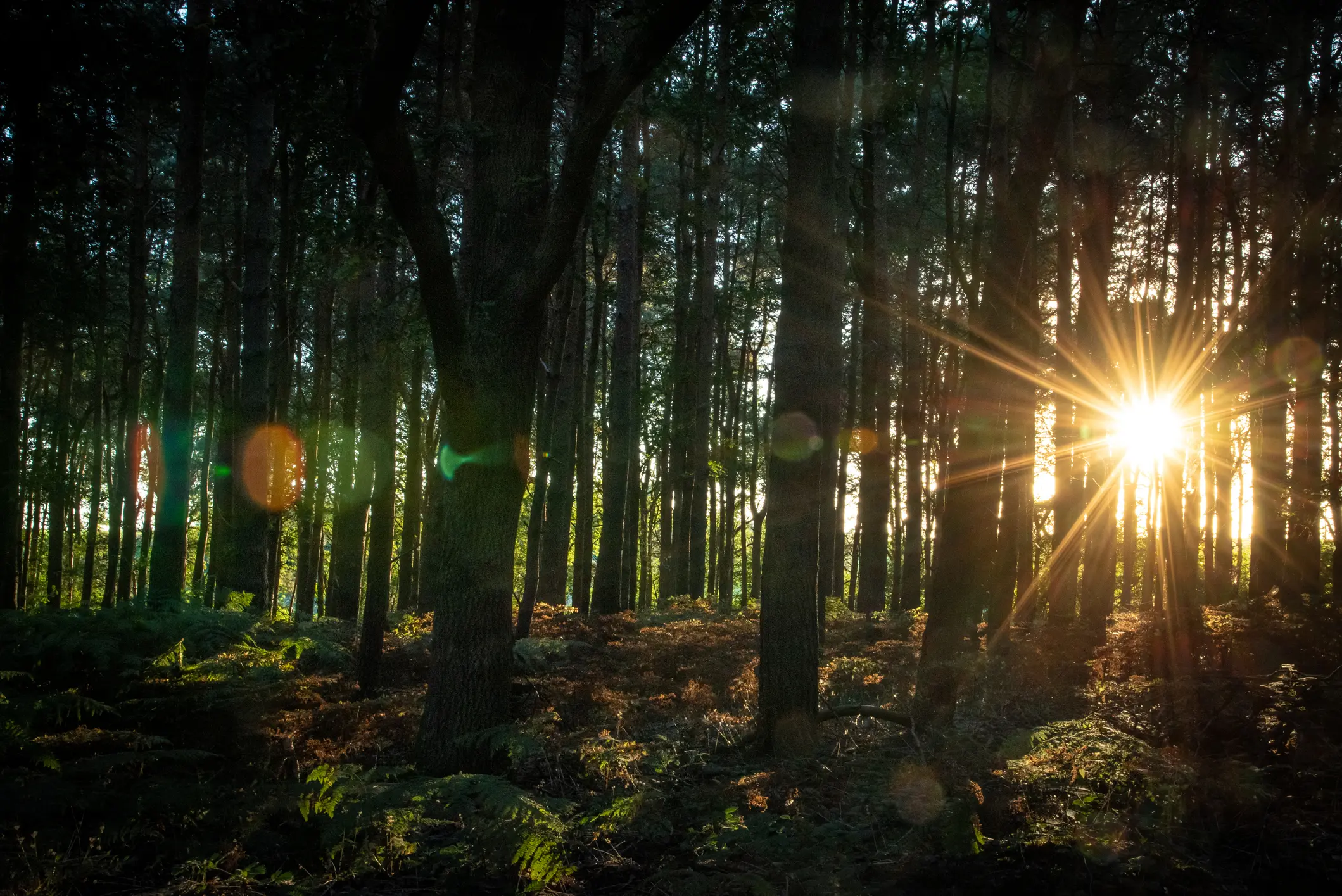 Sunset in forest with visible sun beams coming through woods. Sunset in forest with visible sun beams coming through woods, West Sussex, UK.