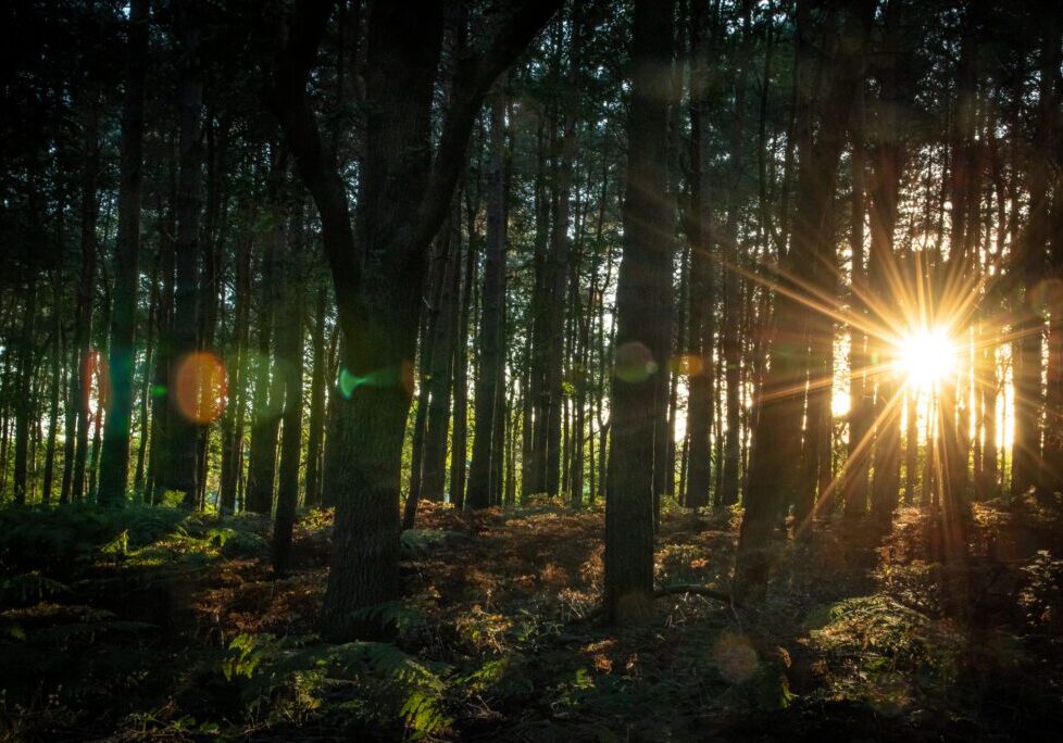 Sunset in forest with visible sun beams coming through woods, West Sussex, UK.